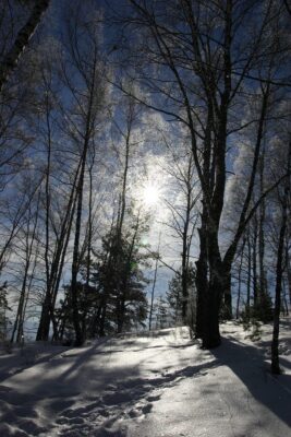 Sunlight filtering through a snowy forest trees.